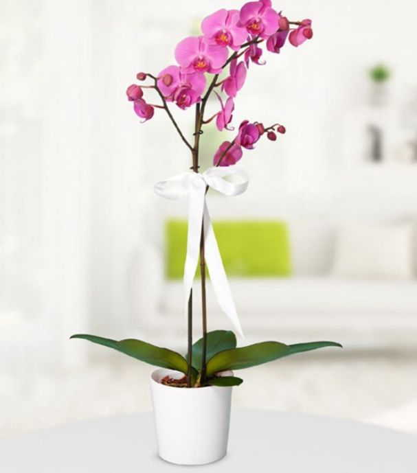 Mor İthal Orkide