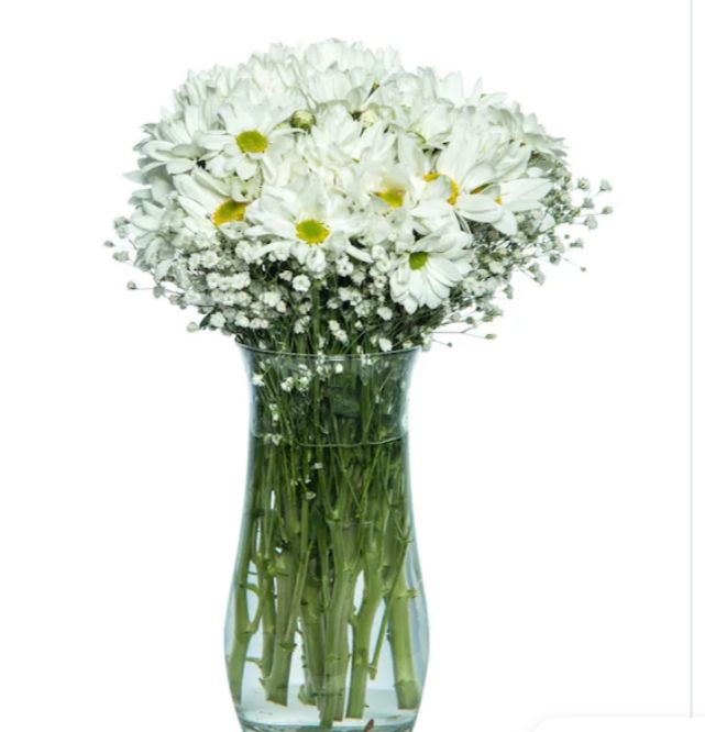 Vazoda Kır Papatyası