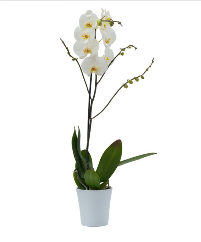 İthal Beyaz Orkide