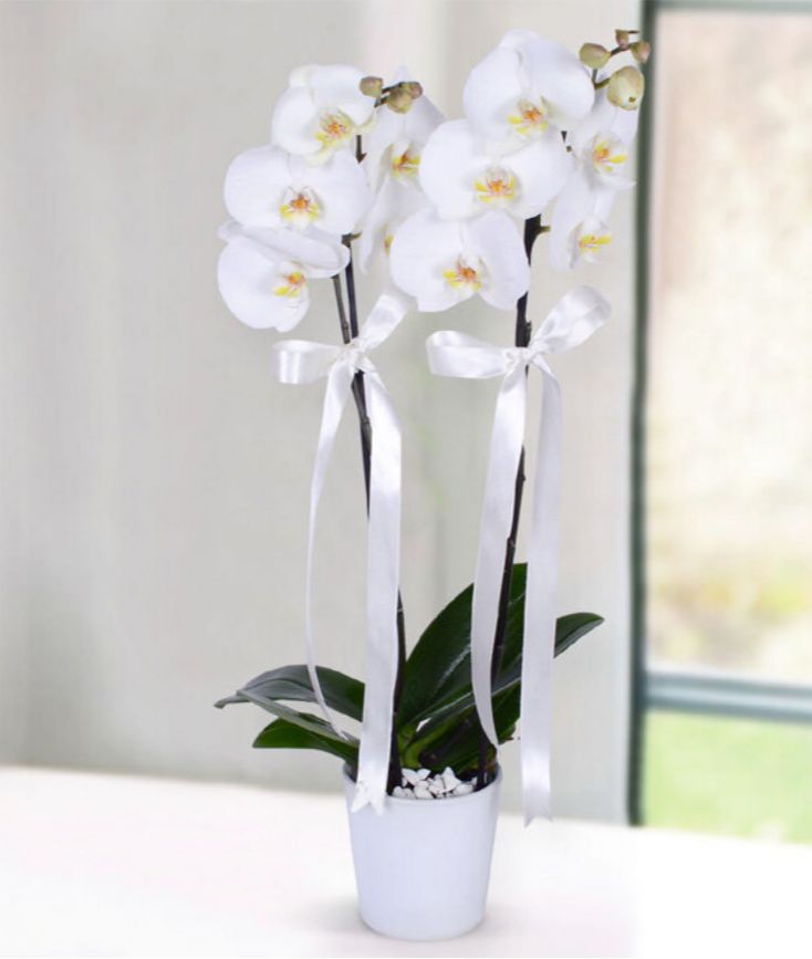 İthal Çiftli Orkide