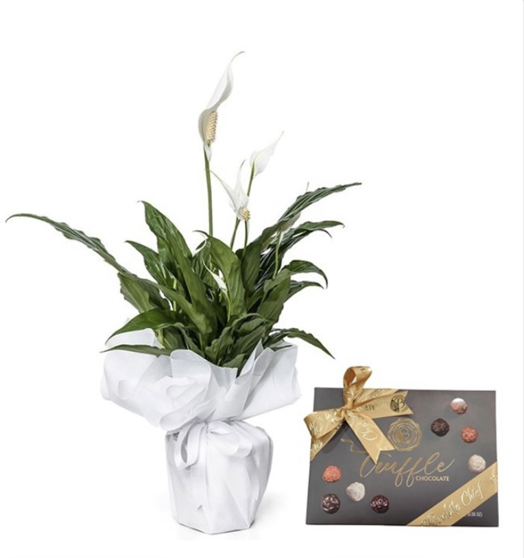 Barış çiçegi ve kutu çikolata