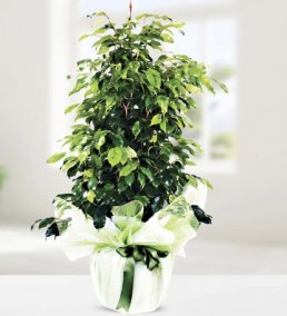 Ficus -Benjamin